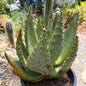 DesertScapeSucculent Aloe 5 gallon Aloe marlothii 'Mountain Aloe' Large