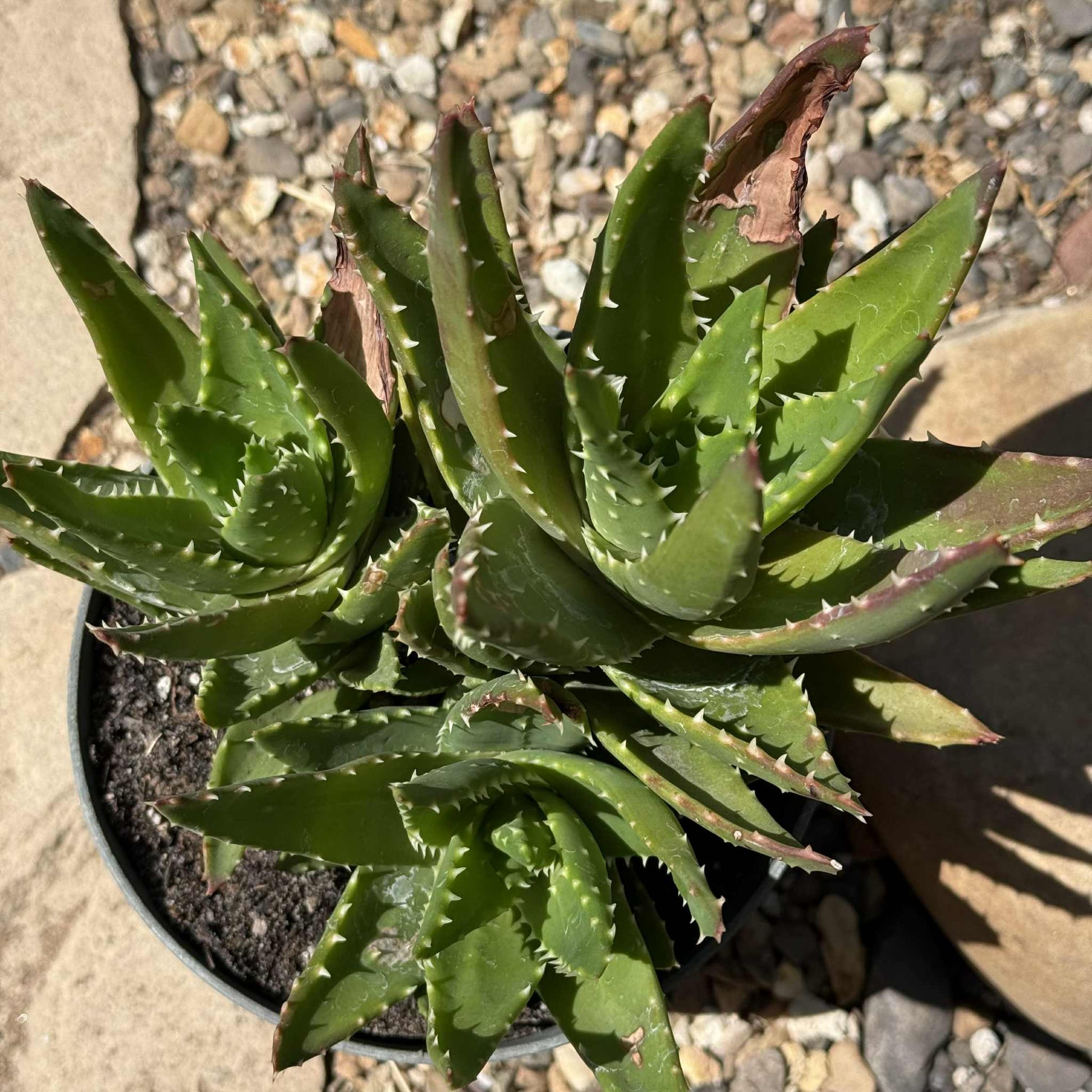 Aloe nobilis - 4 Inch Assorted - Aloe - DesertScapeSucculent
