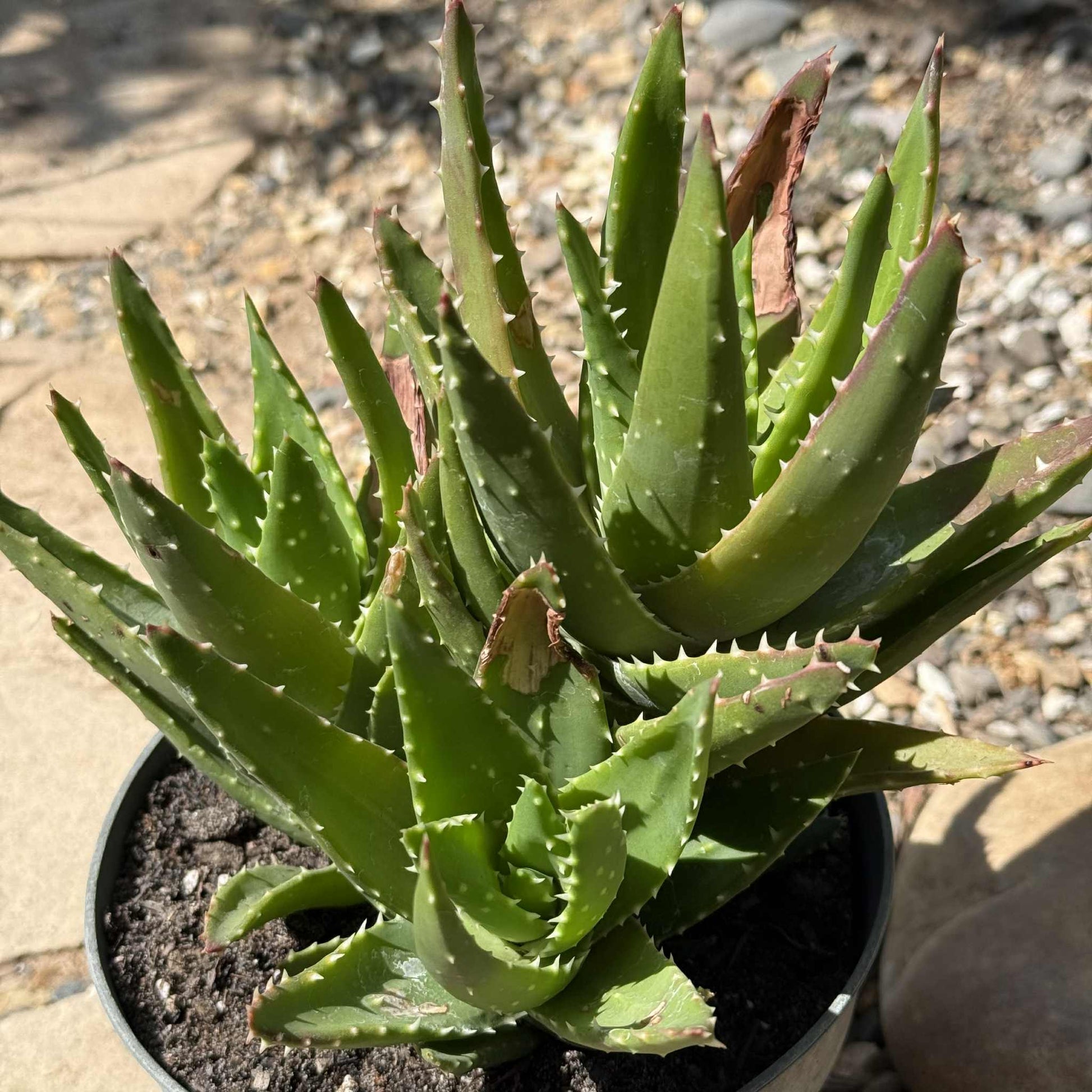 Aloe nobilis - 6 Inch Assorted - Aloe - DesertScapeSucculent