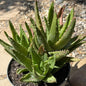 Aloe nobilis - 6 Inch Assorted - Aloe - DesertScapeSucculent