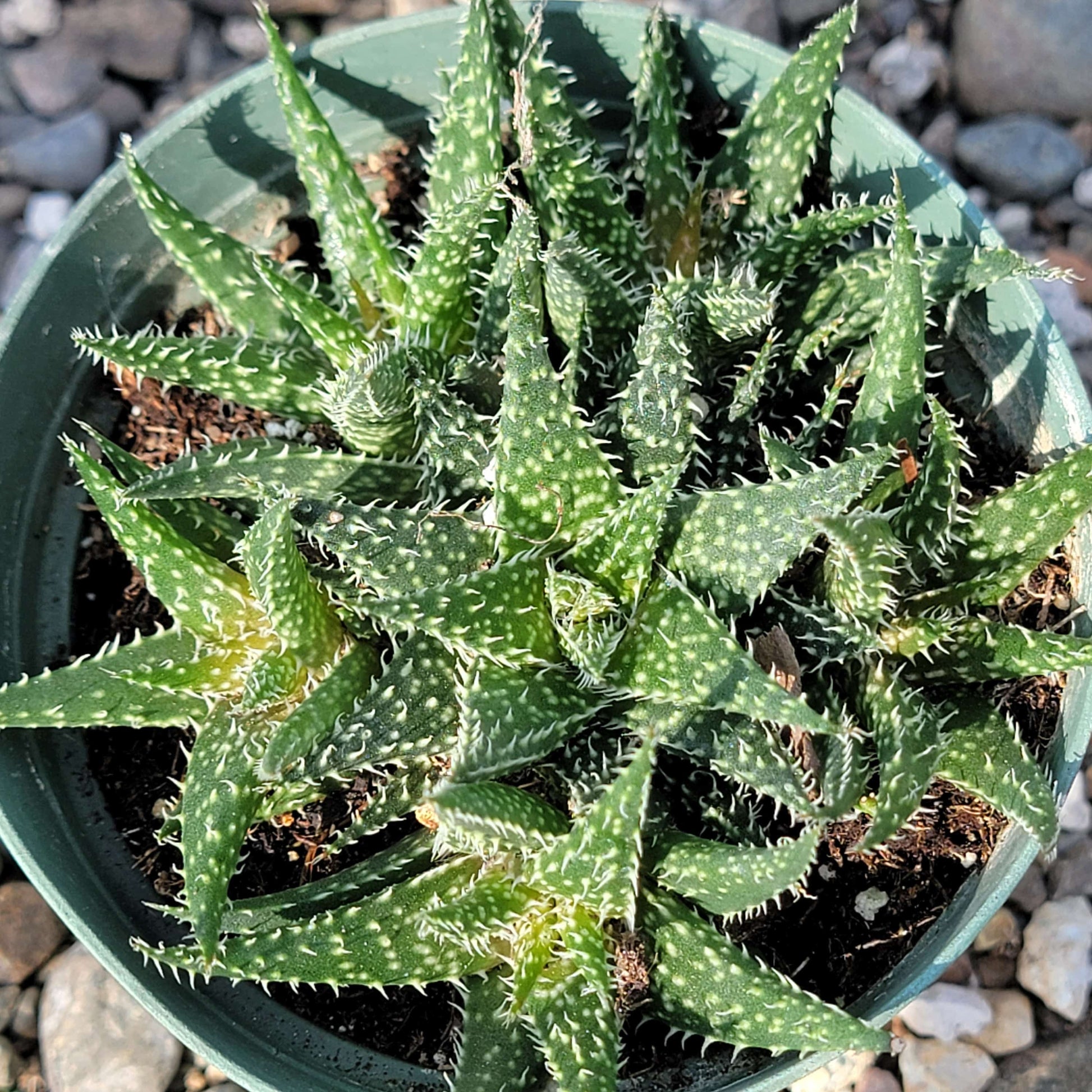 DesertScapeSucculent Aloe 4" Assorted Aloe 'Pepe'