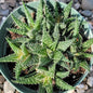 Aloe 'Pepe' - 4 Inch Assorted - Aloe - DesertScapeSucculent