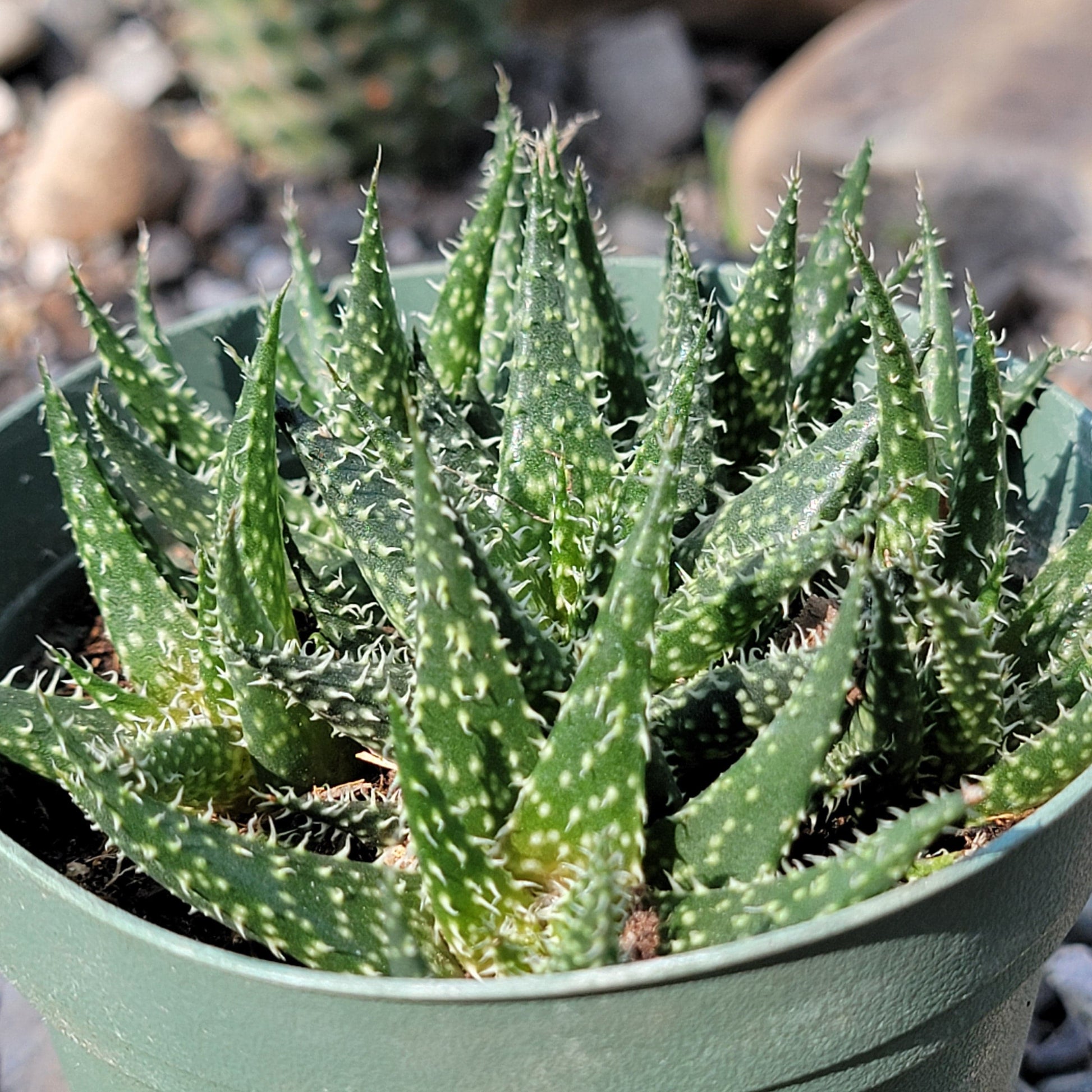 DesertScapeSucculent Aloe 4" Assorted Aloe 'Pepe'