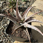 Aloe 'Pink Blush' - 5 Inch Assorted - Aloe - DesertScapeSucculent