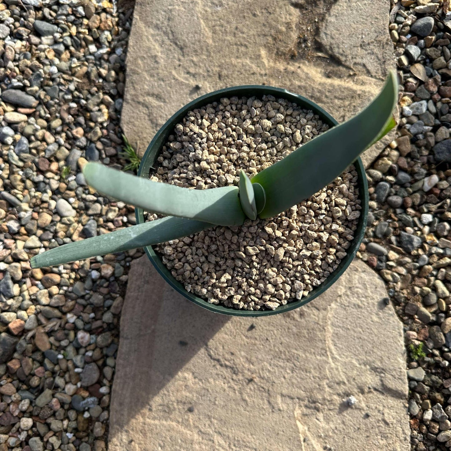 DesertScapeSucculent Aloe Aloe plicatilis