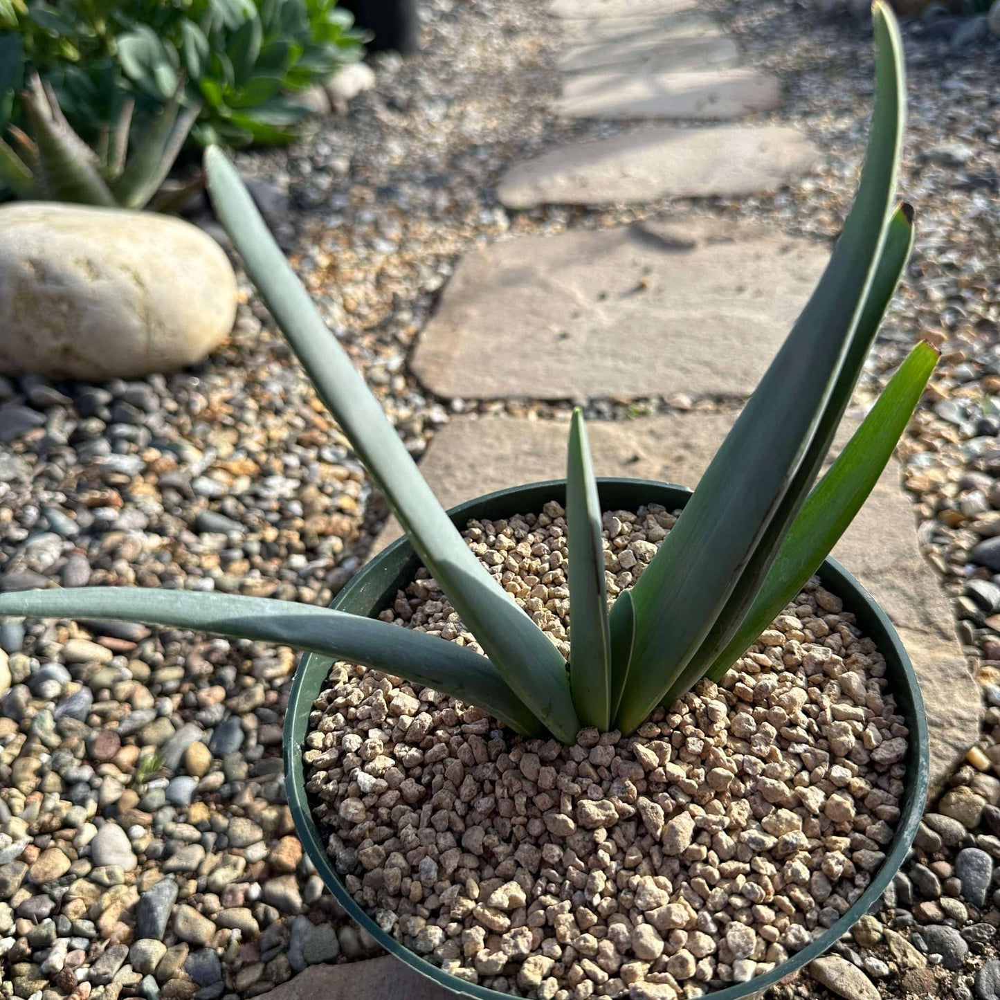 DesertScapeSucculent Aloe 6" Assorted Aloe plicatilis