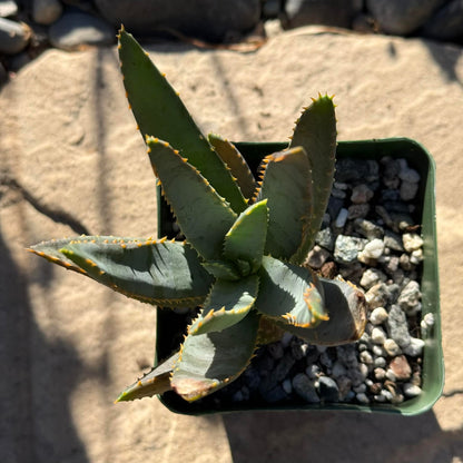 DesertScapeSucculent Aloe Aloe ramosissima