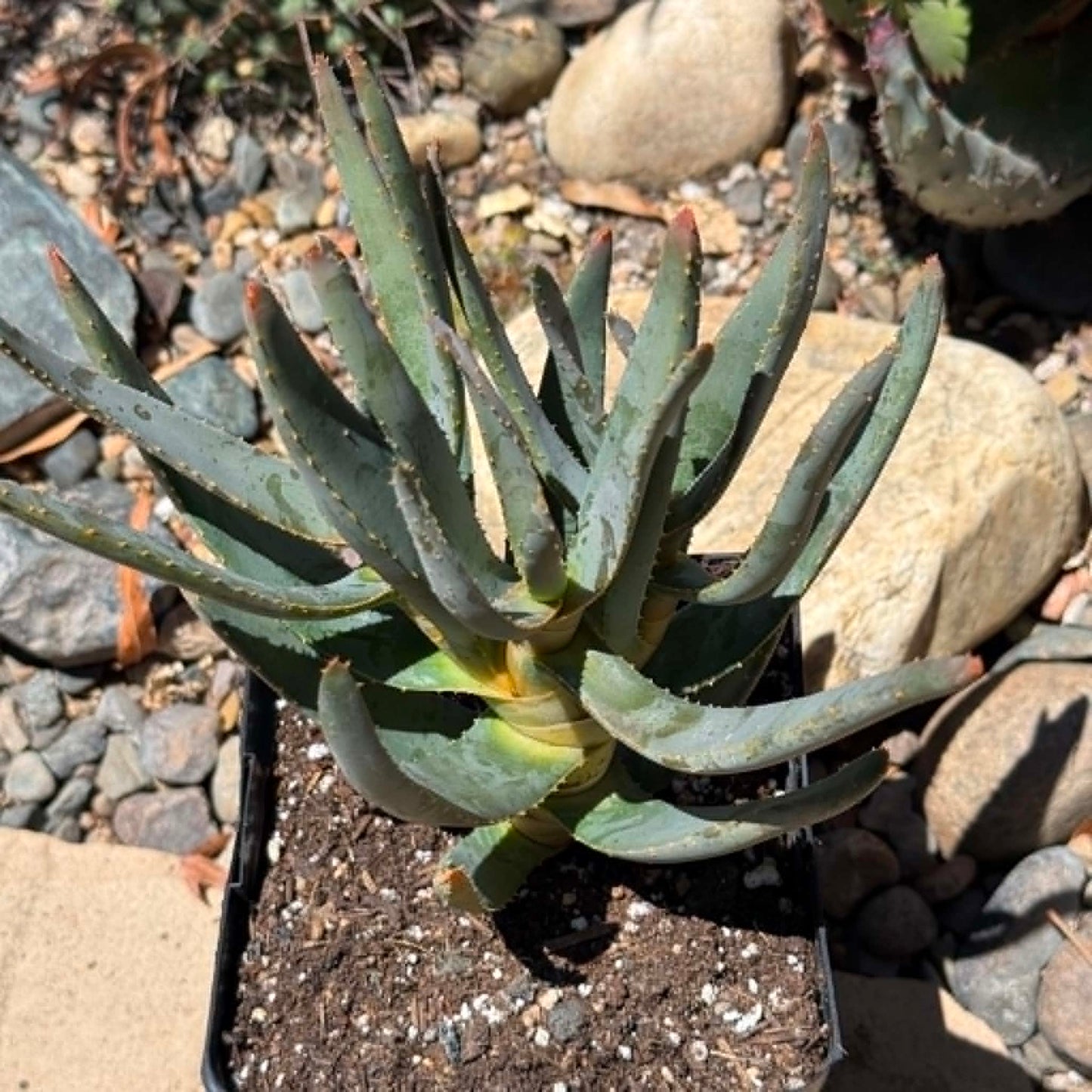 DesertScapeSucculent Aloe Aloe ramosissima