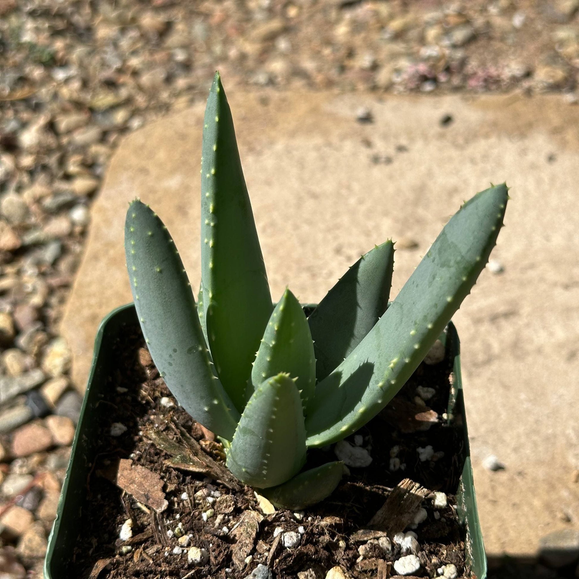 Aloe ramosissima - 4 Inch Assorted - Aloe - DesertScapeSucculent