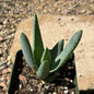 Aloe ramosissima - 4 Inch Assorted - Aloe - DesertScapeSucculent