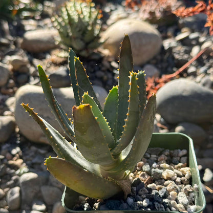 DesertScapeSucculent Aloe 4 Inch Assorted Aloe ramosissima