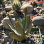 DesertScapeSucculent Aloe 4 Inch Assorted Aloe ramosissima
