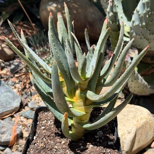 DesertScapeSucculent Aloe 6 Inch Aloe ramosissima