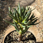 Aloe ramosissima - 6 Inch Assorted - Aloe - DesertScapeSucculent