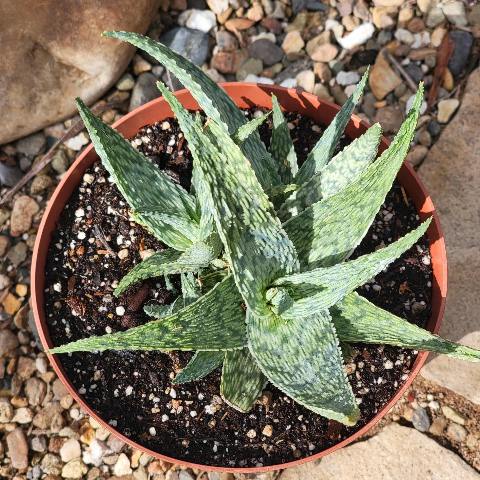 Aloe 'Silver Ridge' - 6 Inch - Aloe - DesertScapeSucculent