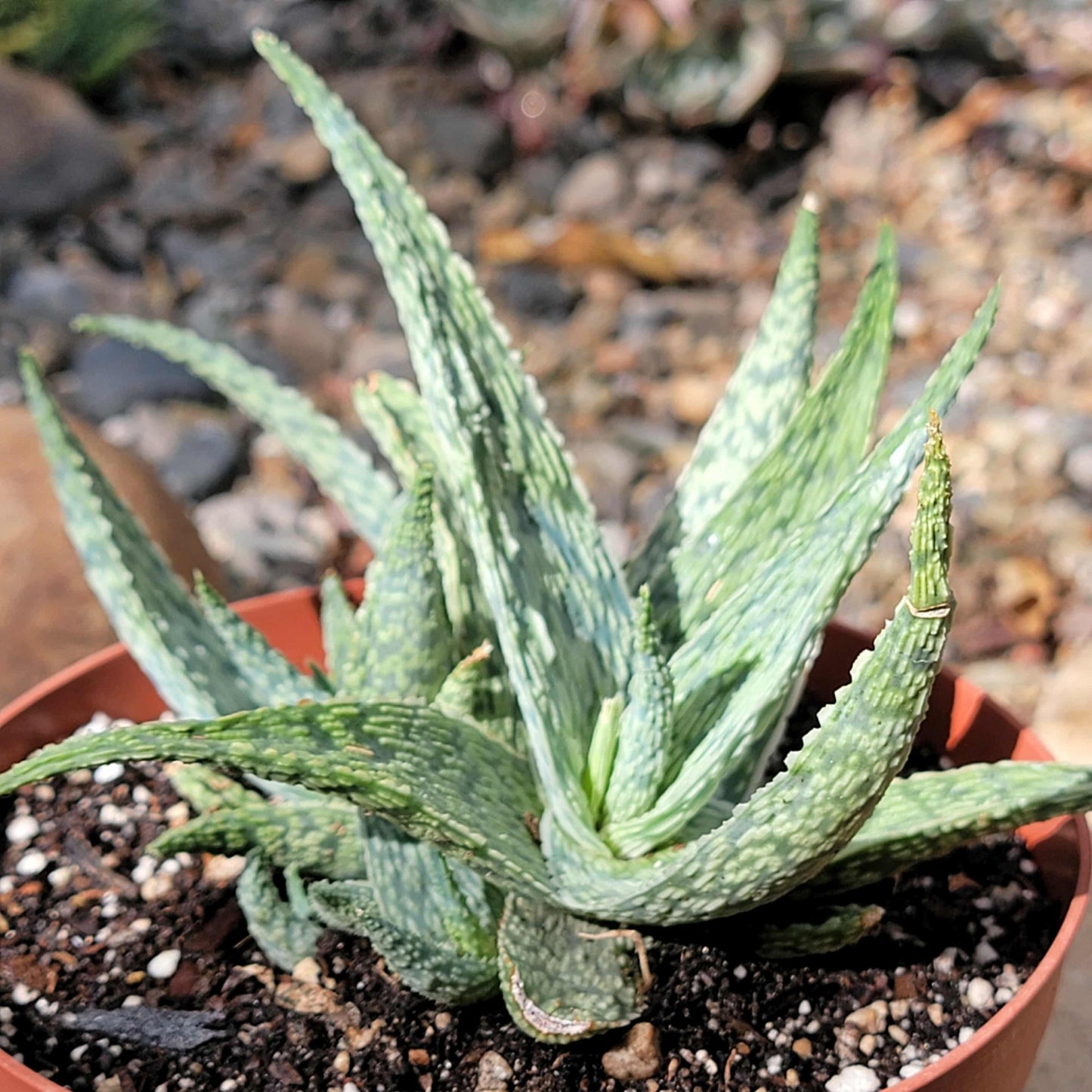 Aloe 'Silver Ridge' - 6 Inch - Aloe - DesertScapeSucculent