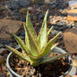 DesertScapeSucculent Aloe 1 Gallon Aloe 'Sleigh Bells'