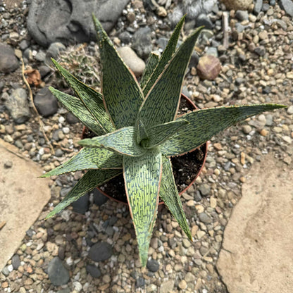 Aloe 'Sleigh Bells' - 6 Inch - Aloe - DesertScapeSucculent