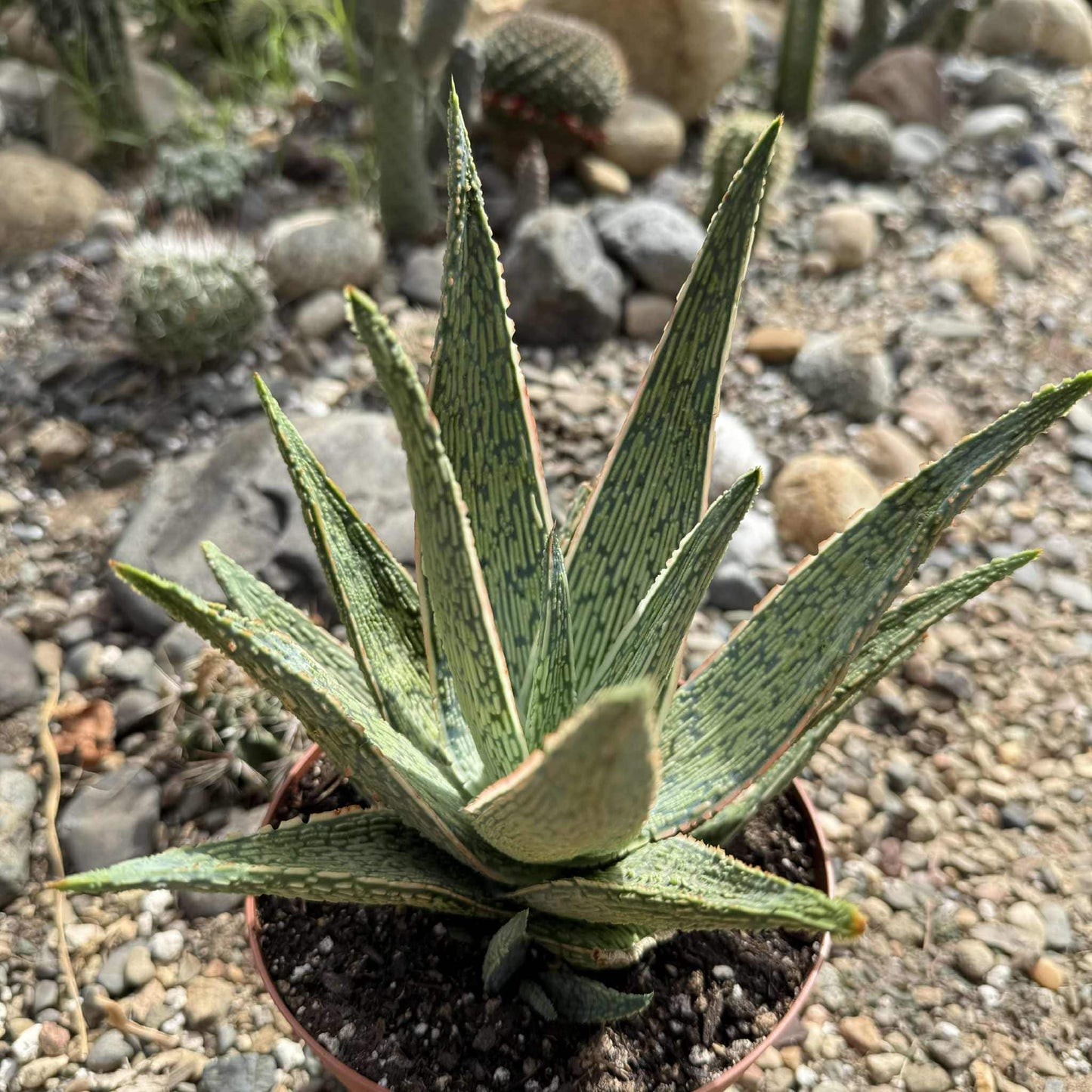 Aloe 'Sleigh Bells' - 6 Inch - Aloe - DesertScapeSucculent