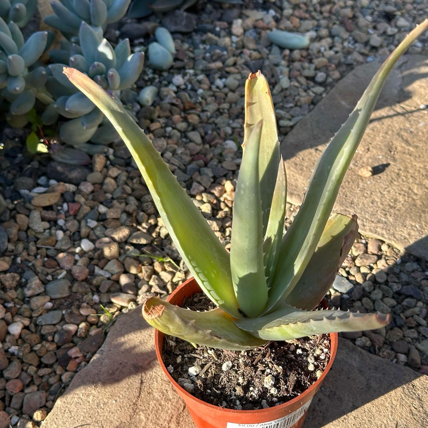 aloe vera plant nursery near me Aloe Vera Pink – DesertScapeSucculent