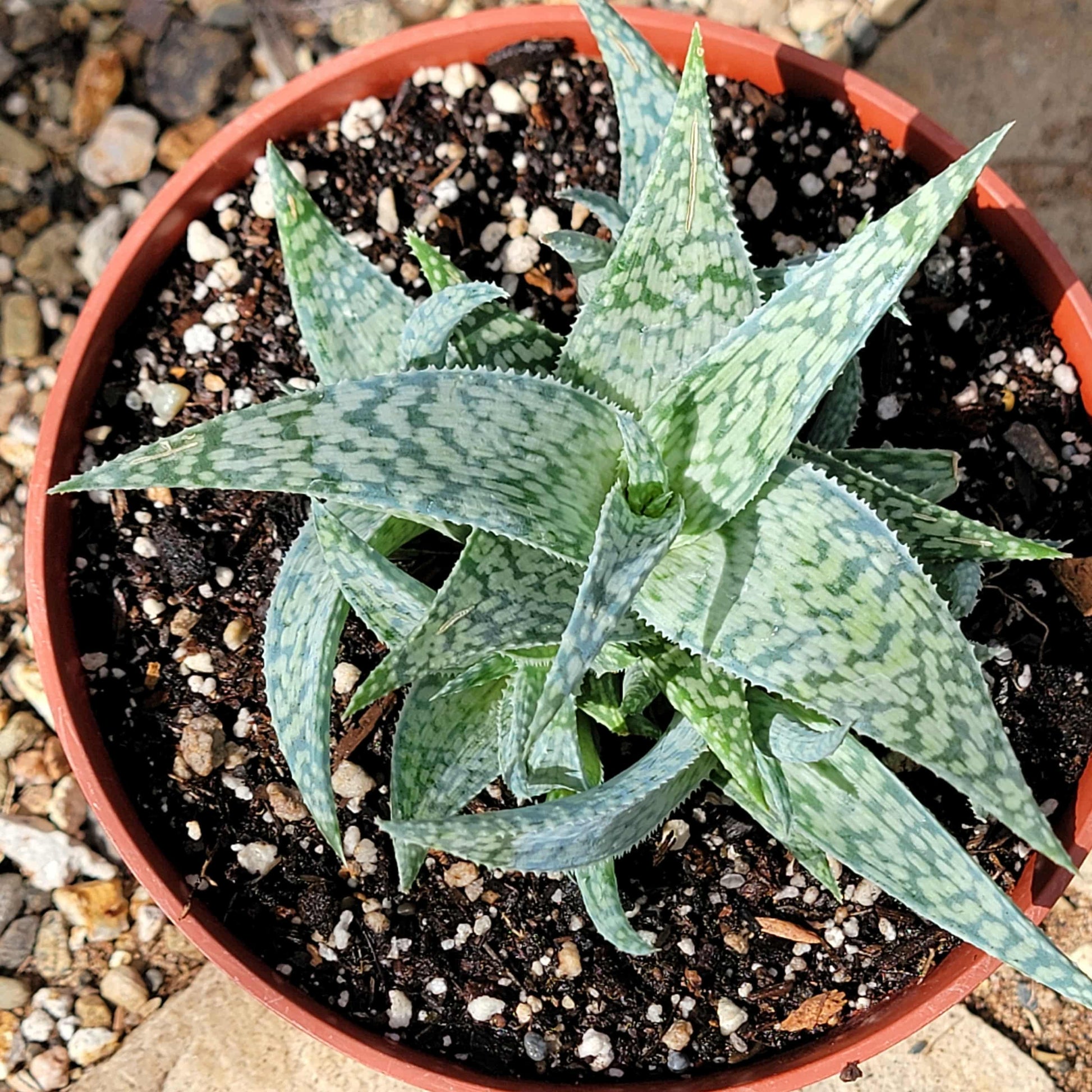 Aloe 'White Fox' - 6 Inch - Aloe - DesertScapeSucculent