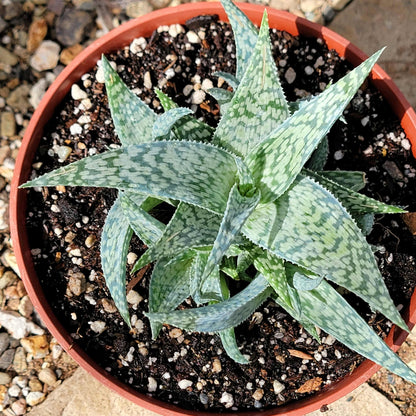 Aloe 'White Fox' - 6 Inch - Aloe - DesertScapeSucculent