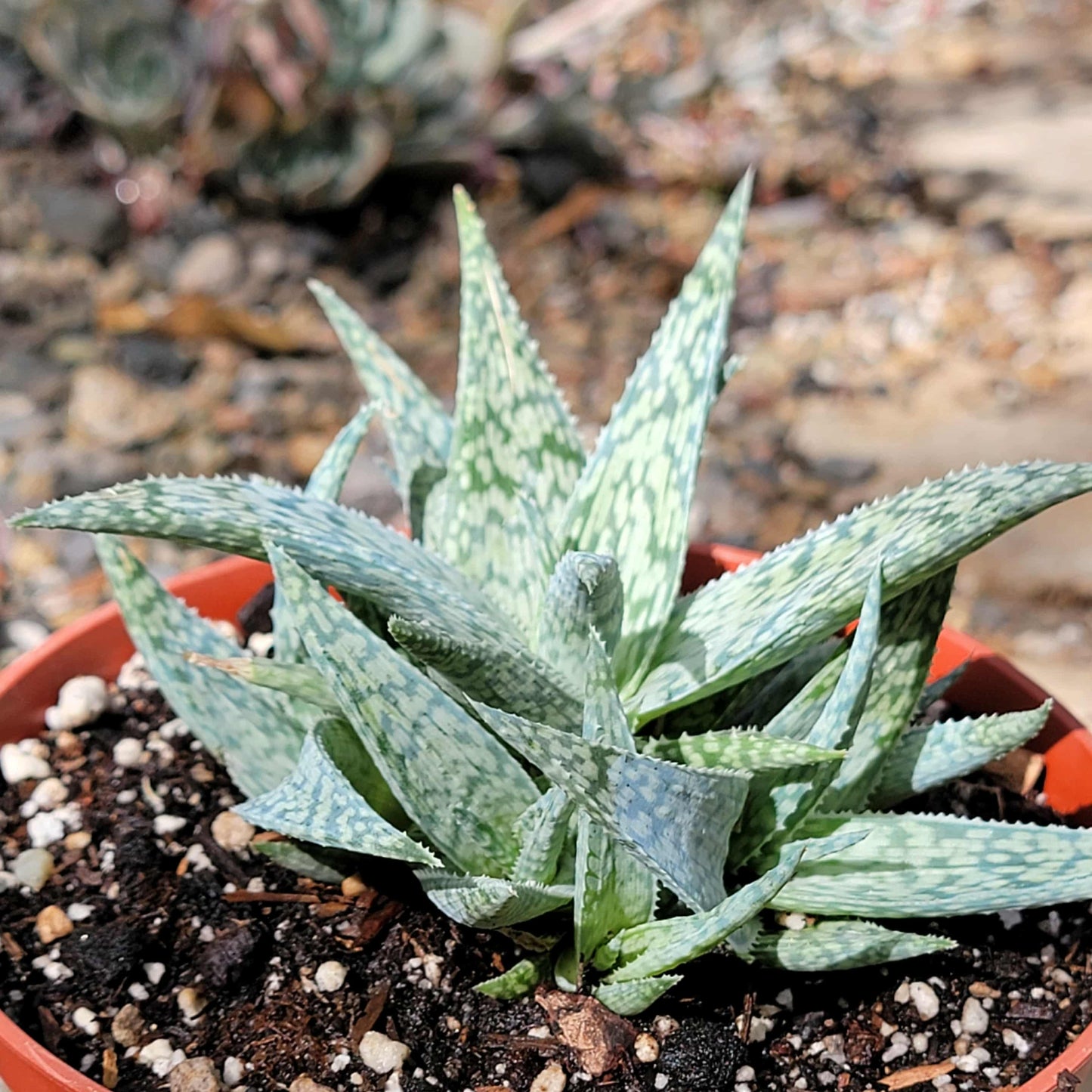 Aloe 'White Fox' - 6 Inch - Aloe - DesertScapeSucculent