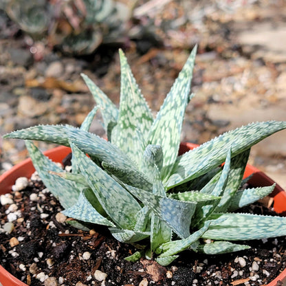 Aloe 'White Fox' - 6 Inch - Aloe - DesertScapeSucculent