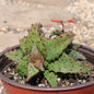 Aloe castillaniae 'Star Aloe' - 6 Inch Assorted - Aloe - DesertScapeSucculent