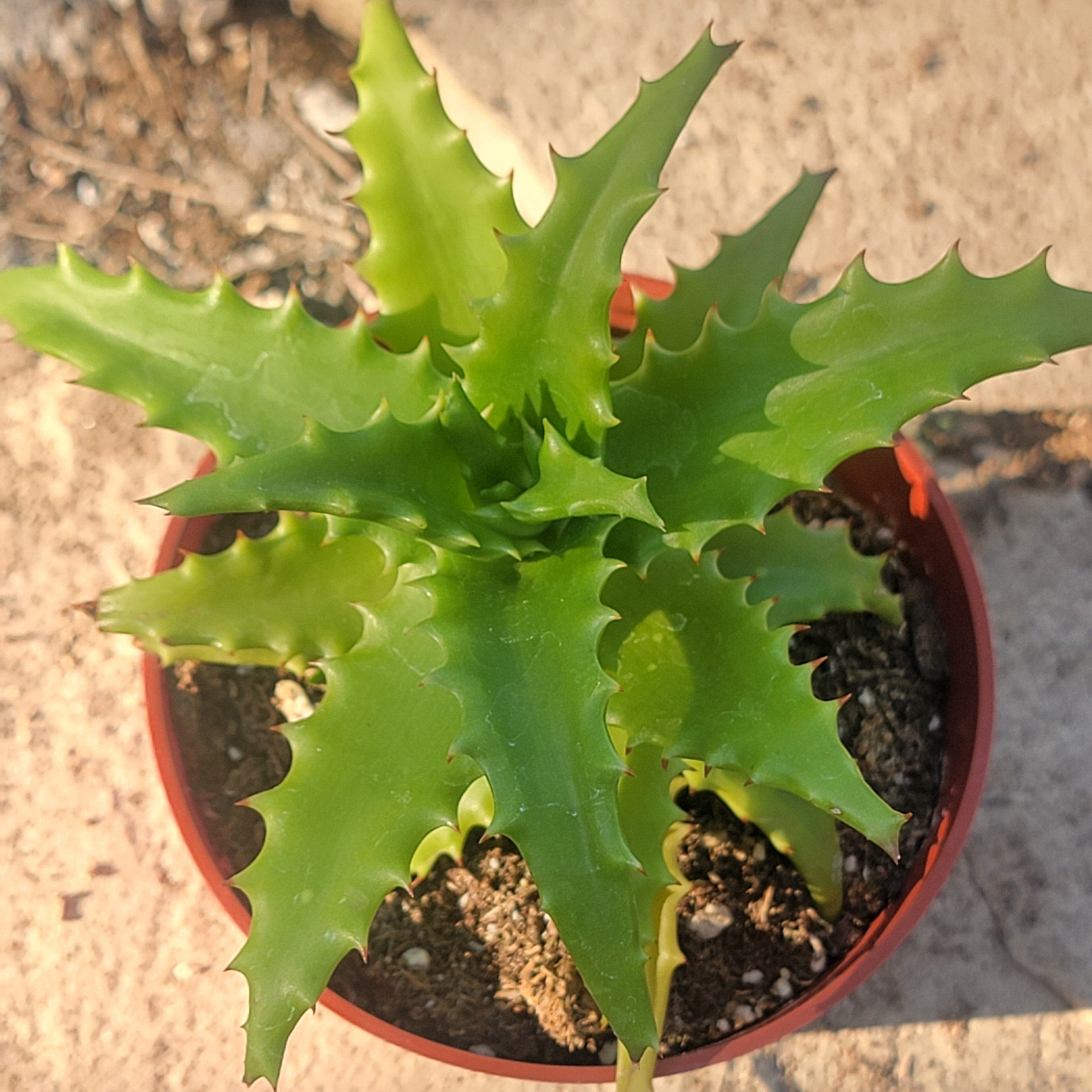 Aloe dorotheae 'Sunset Aloe' – DesertScapeSucculent