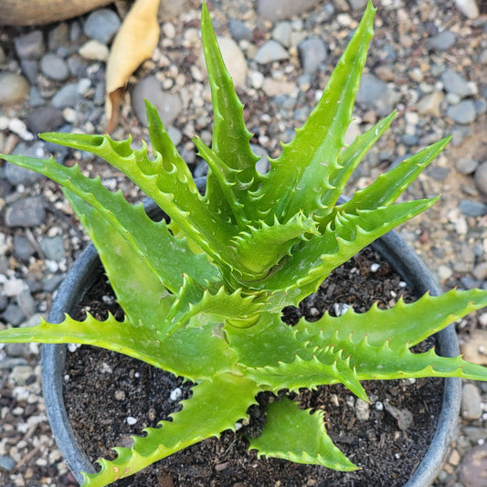 Aloe dorotheae 'Sunset Aloe'