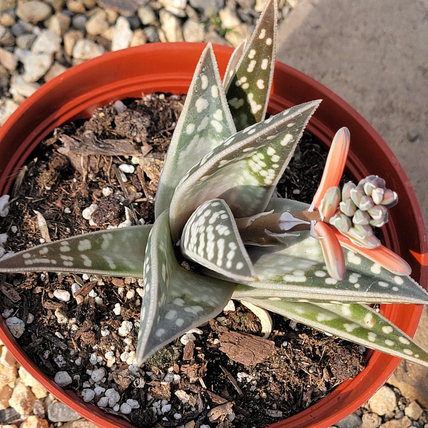 DesertScapeSucculent Aloe 6" Assorted Gonialoe hybrid 'Tiger Aloe'