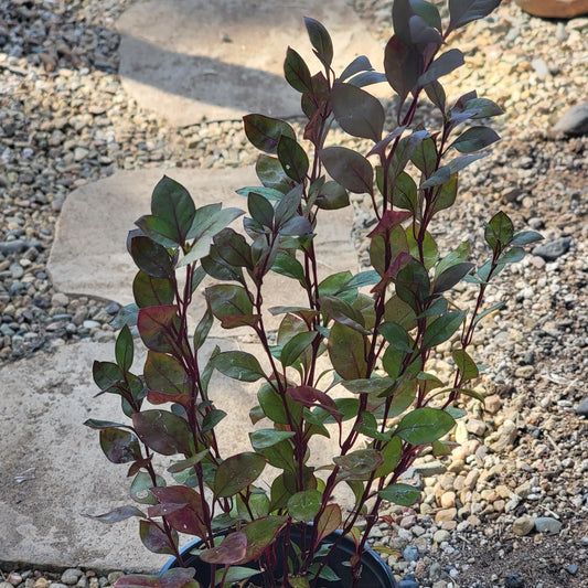 Alternanthera Hybrid 'Choco Chili' Joseph’s Coat - 5 Inch Assorted - Ornamental Plant - DesertScapeSucculent