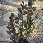 Alternanthera Hybrid 'Choco Chili' Joseph’s Coat - 5 Inch Assorted - Ornamental Plant - DesertScapeSucculent