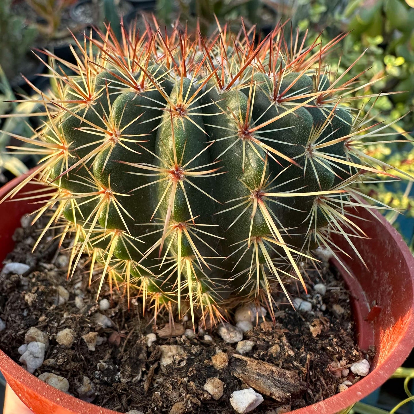 Echinocactus grusonii var brevispinus