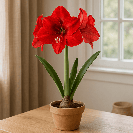 DesertScapeSucculent Bulb Bulb 'Red Lion' Amaryllis Bulb 'Red Lion'