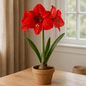 DesertScapeSucculent Bulb Bulb 'Red Lion' Amaryllis Bulb 'Red Lion'