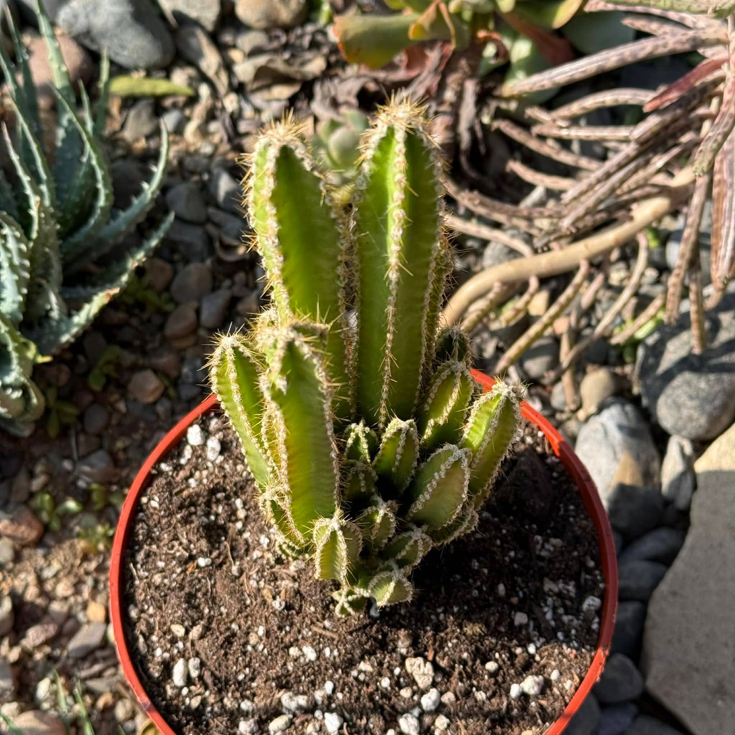 DesertScapeSucculent Cactus 6 Inch Assorted Acanthocereus tetragonus 'Fairytale Cactus'