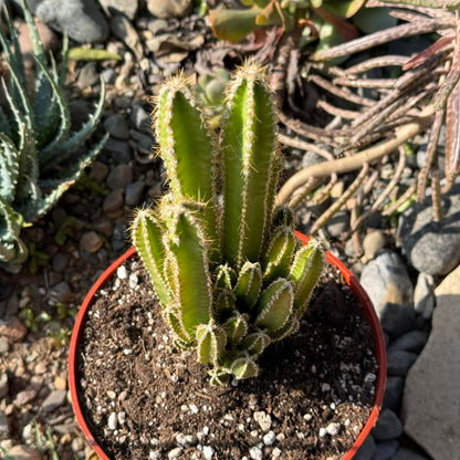 DesertScapeSucculent Cactus 6 Inch Assorted Acanthocereus tetragonus 'Fairytale Cactus'