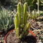 DesertScapeSucculent Cactus 6 Inch Assorted Acanthocereus tetragonus 'Fairytale Cactus'