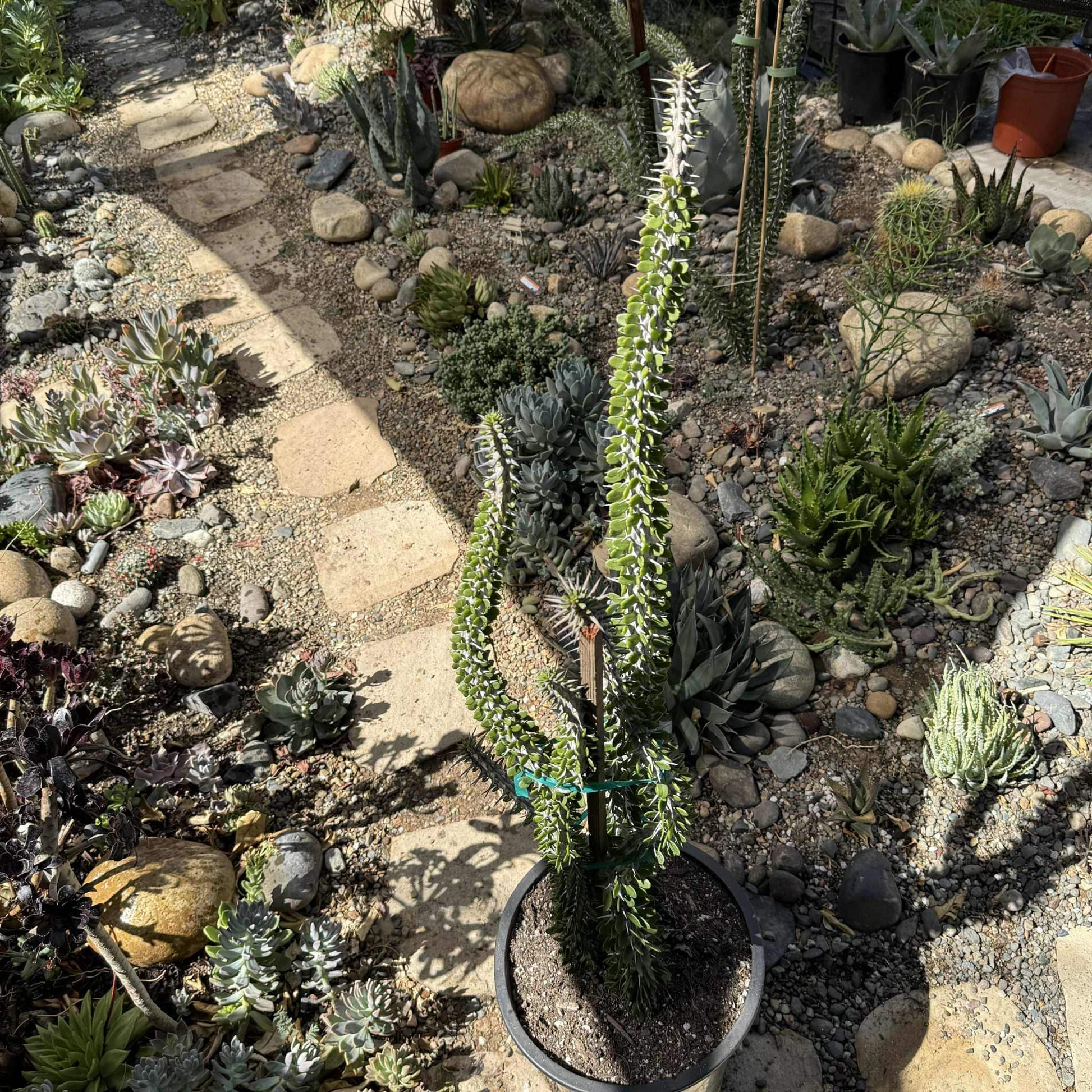 DesertScapeSucculent Cactus 5 Gal Assorted Alluaudia procera “Ocotillo” Large