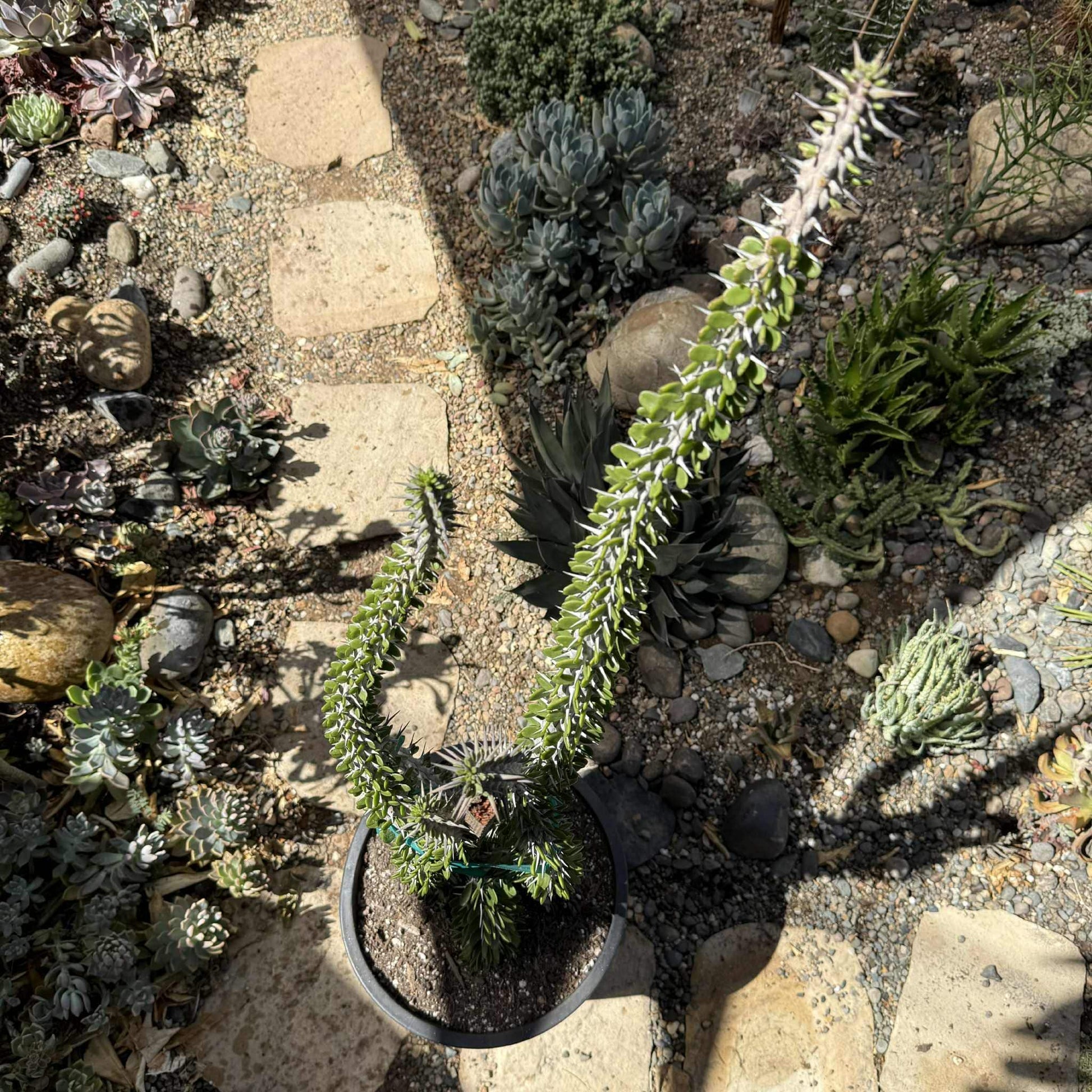 DesertScapeSucculent Cactus 5 Gal Assorted Alluaudia procera “Ocotillo” Large