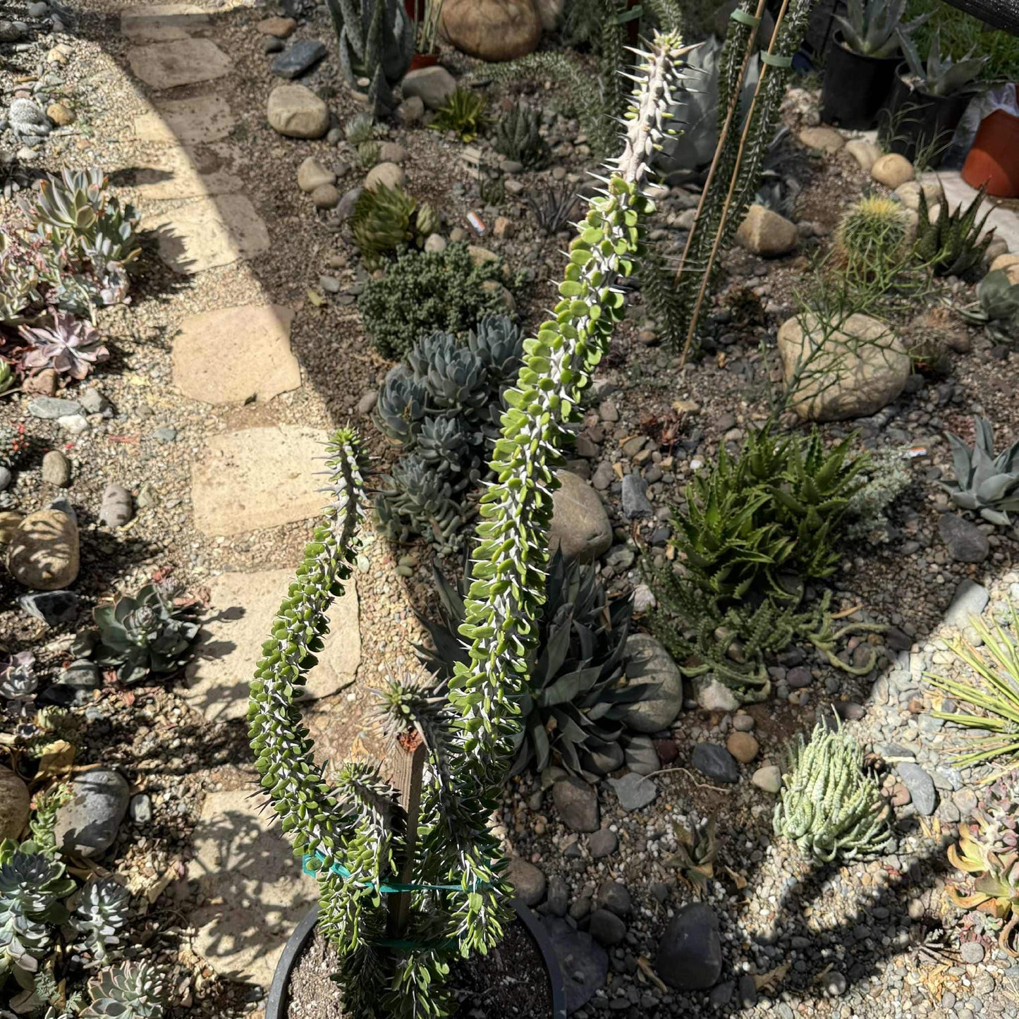 DesertScapeSucculent Cactus 5 Gal Assorted Alluaudia procera “Ocotillo” Large