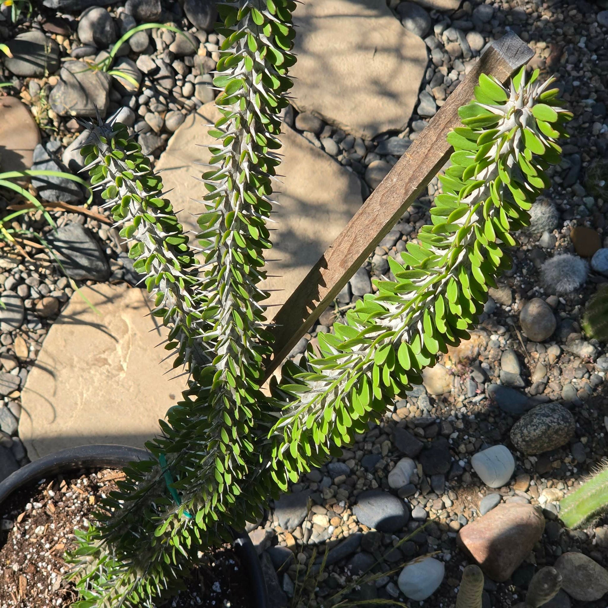 DesertScapeSucculent Cactus 5 Gal Assorted Alluaudia procera “Ocotillo” Large