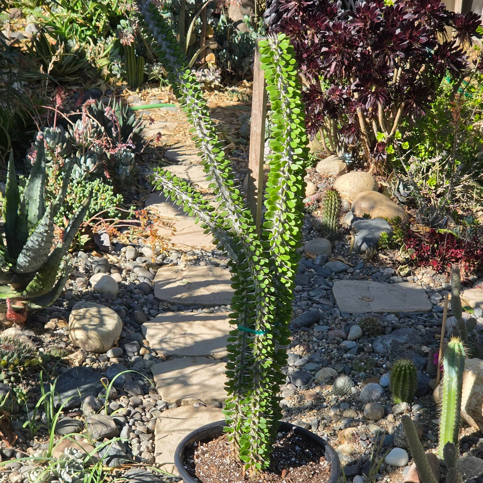 DesertScapeSucculent Cactus 5 Gal Assorted Alluaudia procera “Ocotillo” Large
