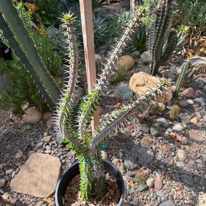 DesertScapeSucculent Cactus 5 Gal Assorted Alluaudia procera “Ocotillo” Large