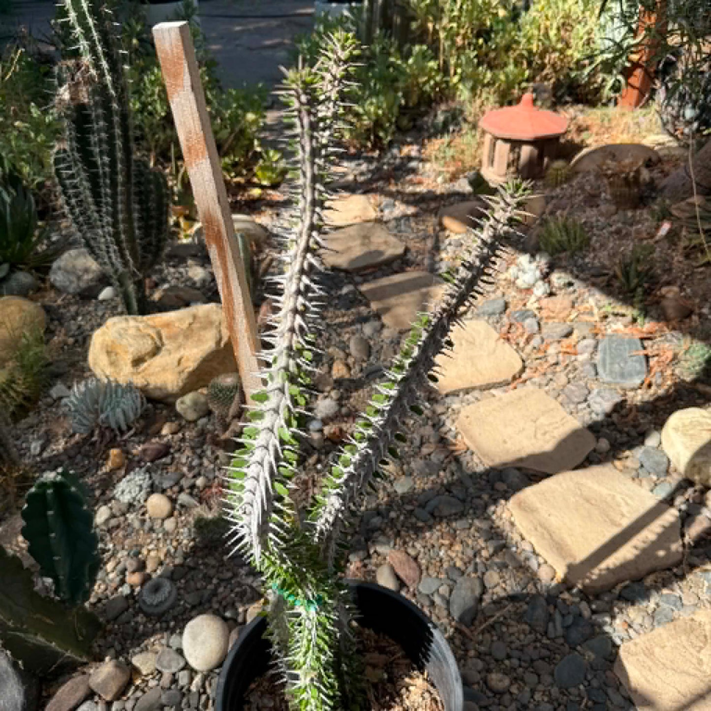DesertScapeSucculent Cactus 5 Gal Assorted Alluaudia procera “Ocotillo” Large
