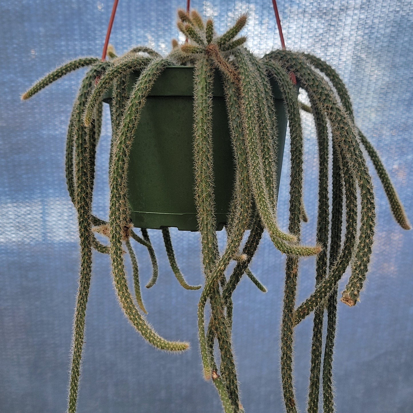 Aporocactus flagelliformis 'Rat Tail cactus'