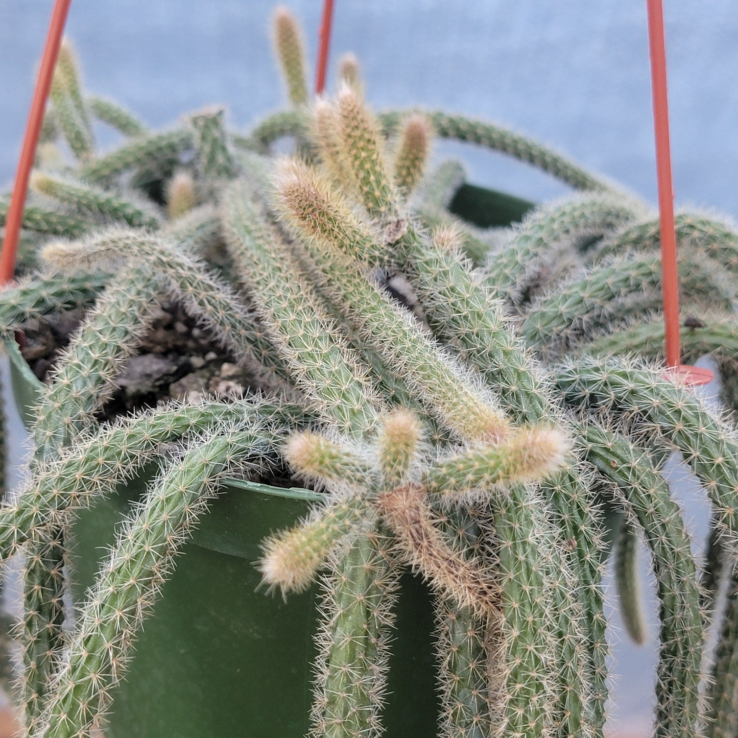 Aporocactus flagelliformis 'Rat Tail cactus'