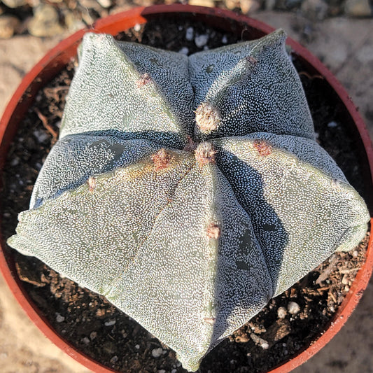 DesertScapeSucculent Cactus 4" Assorted Astrophytum myriostigma 'Bishops Cap'